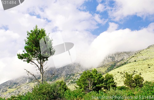 Image of Mountain fog and single tree