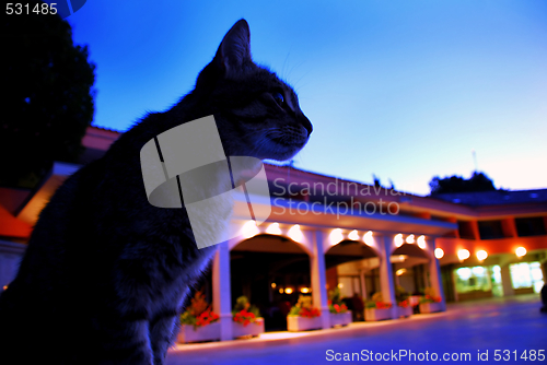 Image of Cat in blue early morning
