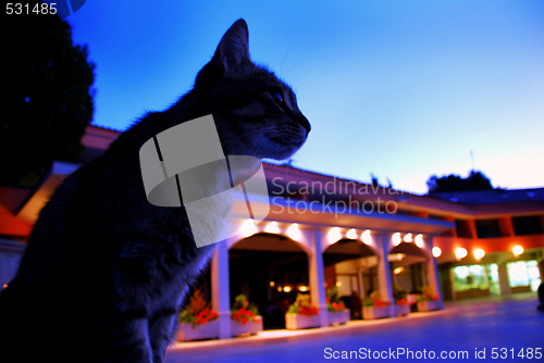Image of Cat in blue early morning