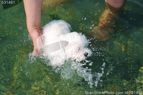 Image of Little dog swimming