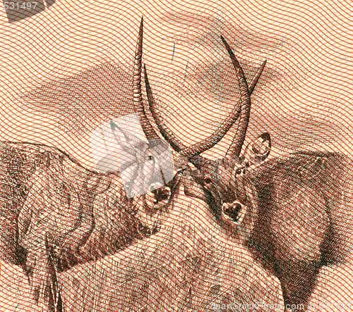 Image of Two antelope 