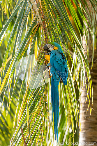 Image of Blue-and-yellow macaw (Ara ararauna), Malagana, Bolivar department. Wildlife and birdwatching in Colombia