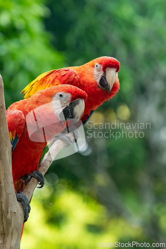 Image of Blue-and-yellow macaw (Ara ararauna), Malagana, Bolivar department. Wildlife and birdwatching in Colombia