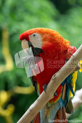 Image of Blue-and-yellow macaw (Ara ararauna), Malagana, Bolivar department. Wildlife and birdwatching in Colombia