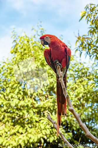 Image of Blue-and-yellow macaw (Ara ararauna), Malagana, Bolivar department. Wildlife and birdwatching in Colombia