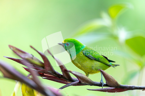 Image of Blue-naped chlorophonia (Chlorophonia cyanea), Minca, Sierra Nevada, Magdalena department. Wildlife and birdwatching in Colombia