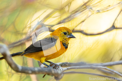 Image of Yellow oriole (Icterus nigrogularis), Minca, Sierra Nevada, Magdalena department. Wildlife and birdwatching in Colombia