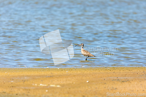 Image of Eurasian curlew or common curlew (Numenius arquata). Pueblo Viejo, Magdalena department. Wildlife and birdwatching in Colombia.