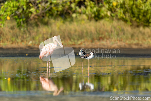 Image of Roseate spoonbill (Platalea ajaja), Santa Catalina, Bolivar department. Wildlife and birdwatching in Colombia.