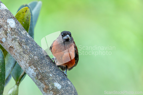Image of Crimson-backed tanager (Ramphocelus dimidiatus) male, Minca, Sierra Nevada de Santa Marta. Wildlife and birdwatching in Colombia.