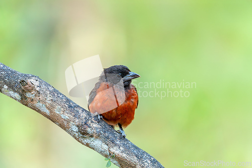 Image of Crimson-backed tanager (Ramphocelus dimidiatus) male, Minca, Sierra Nevada de Santa Marta. Wildlife and birdwatching in Colombia.
