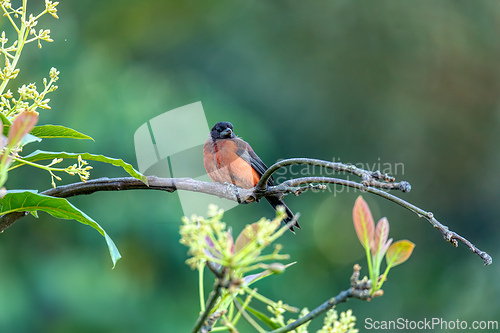 Image of Crimson-backed tanager (Ramphocelus dimidiatus) male, Minca, Sierra Nevada de Santa Marta. Wildlife and birdwatching in Colombia.