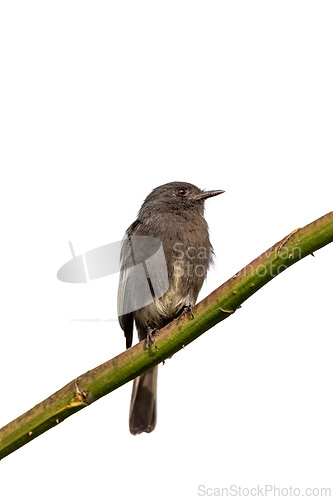 Image of Black phoebe (Sayornis nigricans), Santa Barbara, Antioquia department. Wildlife and birdwatching in Colombia.