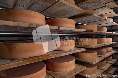 Image of Wheels of aging cheese maturing