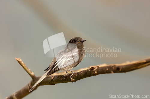 Image of Black phoebe (Sayornis nigricans), Santa Barbara, Antioquia department. Wildlife and birdwatching in Colombia.