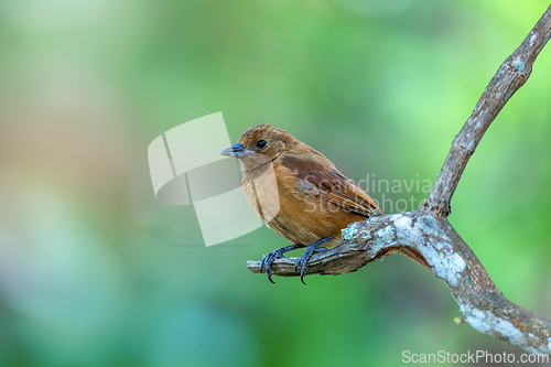 Image of White-lined tanager (Tachyphonus rufus) female, Minca, Sierra Nevada de Santa Marta. Wildlife and birdwatching in Colombia.