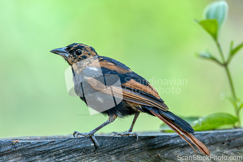 Image of White-lined tanager (Tachyphonus rufus) juvenile, Minca, Sierra