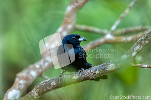 Image of White-lined tanager (Tachyphonus rufus) male, Minca, Sierra Nevada de Santa Marta. Wildlife and birdwatching in Colombia.