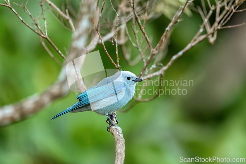 Image of Blue-gray tanager (Thraupis episcopus). Minca, Sierra Nevada. Magdalena department. Wildlife and birdwatching in Colombia.