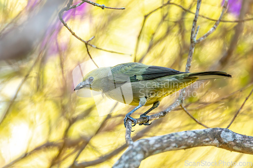 Image of Palm tanager (Thraupis palmarum), Minca, Sierra Nevada de Santa Marta. Wildlife and birdwatching in Colombia.
