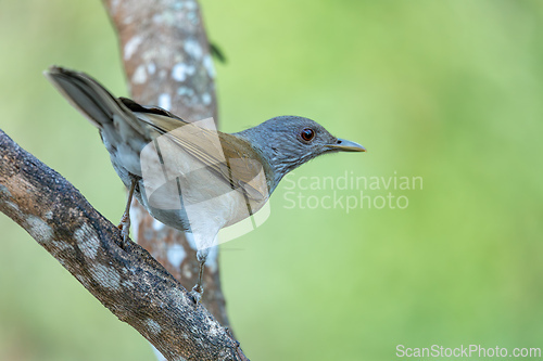Image of Pale-breasted thrush (Turdus leucomelas). Minca, Sierra Nevada de Santa Marta Magdalena. Wildlife and birdwatching in Colombia.