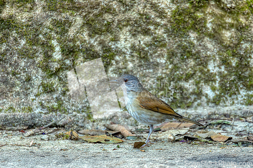 Image of Pale-breasted thrush (Turdus leucomelas). Minca, Sierra Nevada de Santa Marta Magdalena. Wildlife and birdwatching in Colombia.