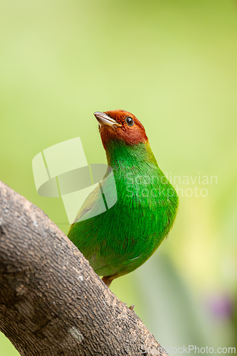 Image of Bay-headed tanager (Tangara gyrola), Minca, Sierra Nevada de Santa Marta, Magdalena. Wildlife and birdwatching in Colombia.