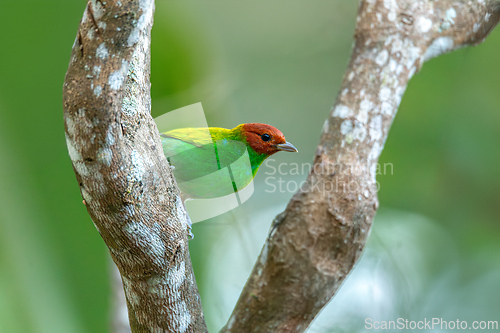 Image of Bay-headed tanager (Tangara gyrola), Minca, Sierra Nevada de Santa Marta, Magdalena. Wildlife and birdwatching in Colombia.