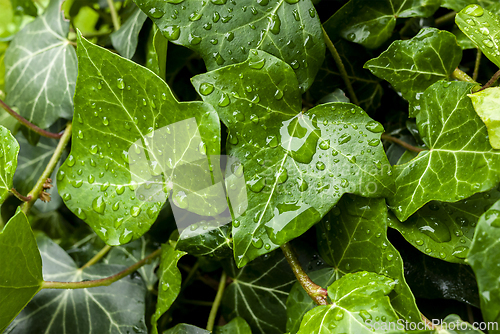 Image of Ivy leaves with water drops after rain