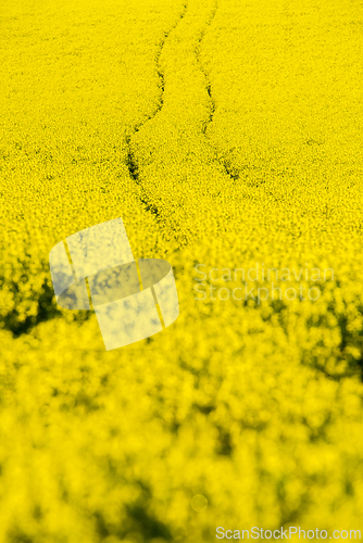 Image of Yellow field with flowering oilseed rape