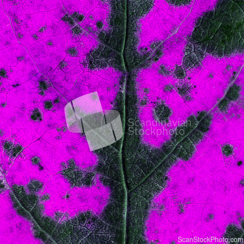 Image of Purple and black background with leaf texture