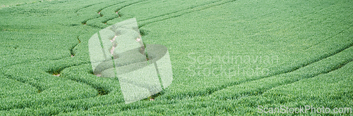 Image of Green field with tractor tracks in springtime