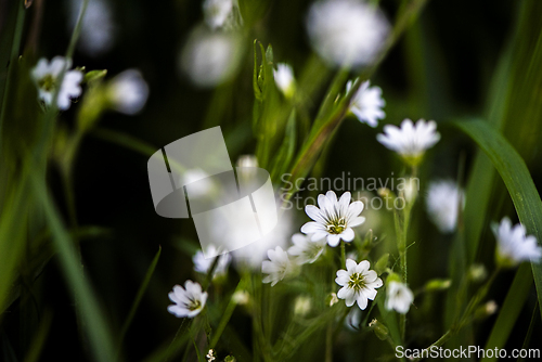 Image of Small white flowers in the meadow