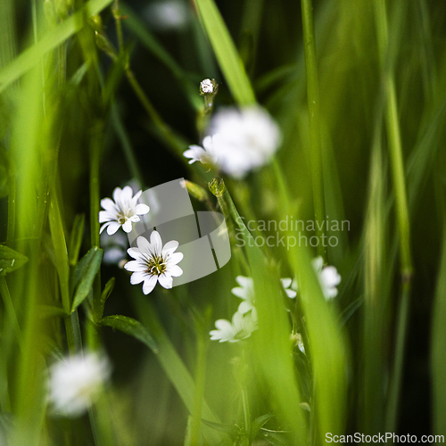 Image of Small white flowers on a meado