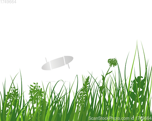 Image of Green Grass Meadow