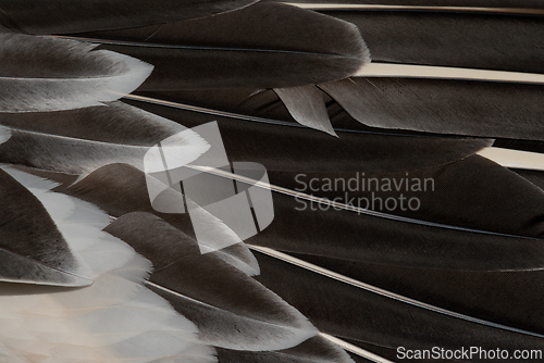 Image of A shot of  bird feathers