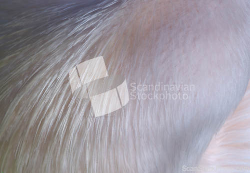 Image of A shot of  bird feathers