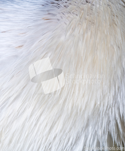 Image of A shot of  bird feathers