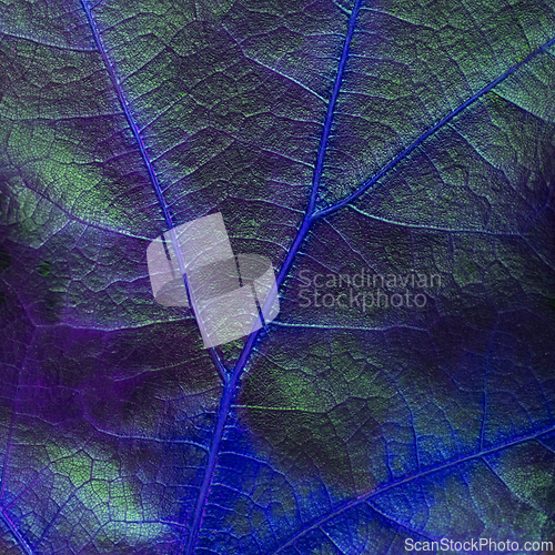 Image of Blue green purple background with leaf texture.