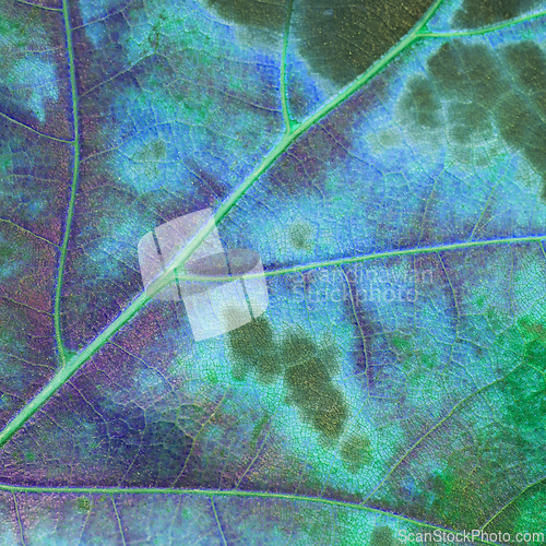 Image of Blue green azure purple background background with leaf texture.
