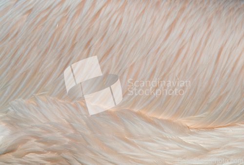 Image of A shot of  bird feathers