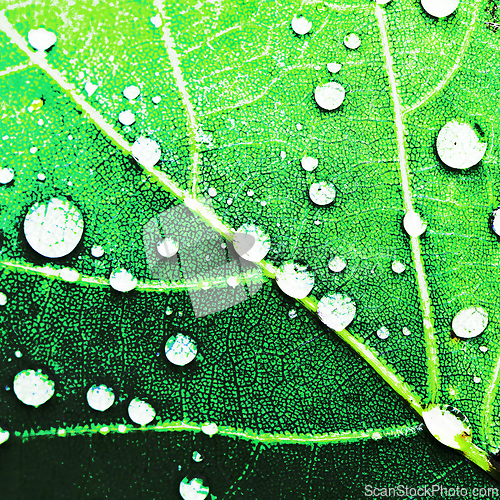 Image of Detail of black green leaf with white drops. Graphic stylization
