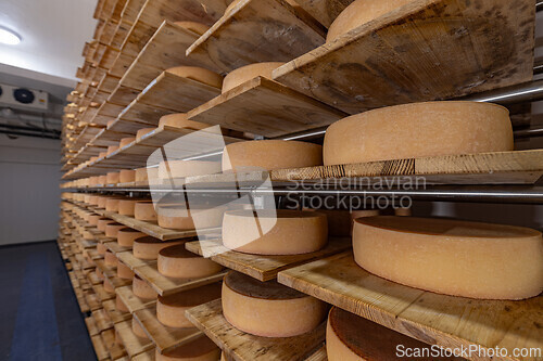 Image of Wheels of aging cheese maturing