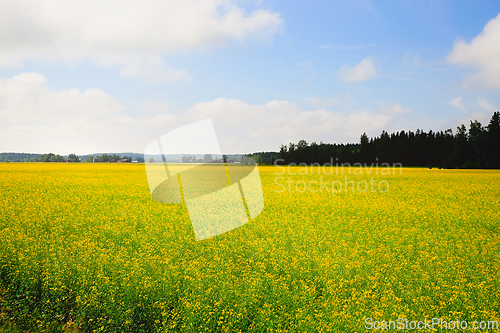 Image of Flowering Rapeseed Field on a Sunny Day