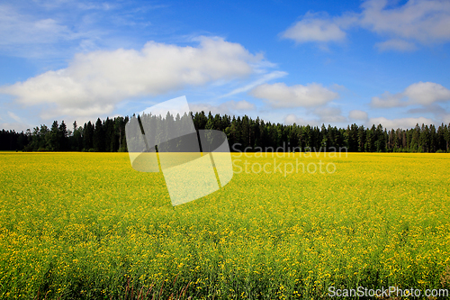 Image of Summer Landscape with Yellow Rapeseed Field