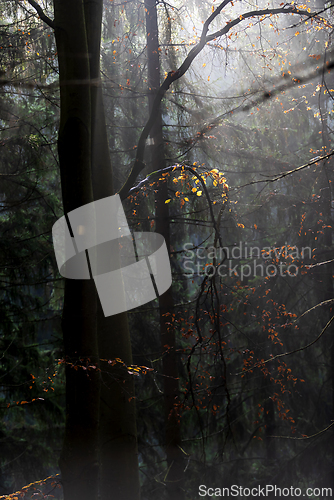 Image of A beech branch with orange leaves in the forest in autumn. Gloom