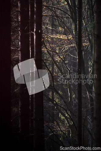 Image of A beech branch with orange leaves in the forest in autumn. Morni