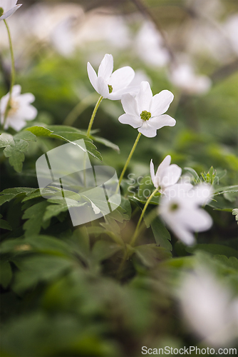 Image of Wood anemones blooming in early spring in the forest