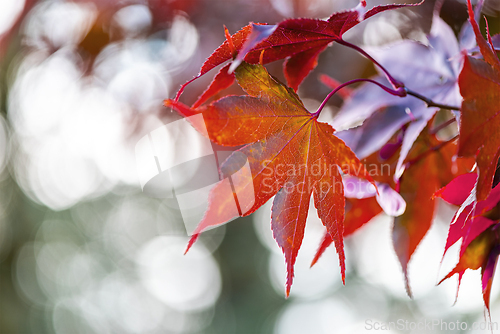 Image of Detail of red orange leaves of Japanese maple in autumn.