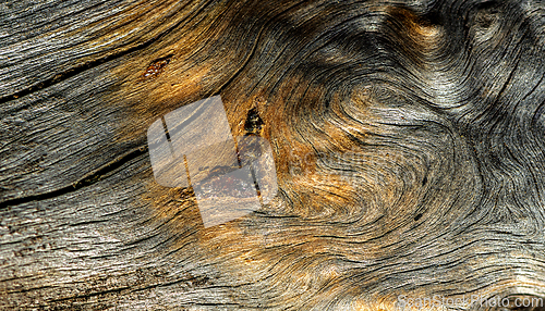 Image of A dry, cracked old root. Background